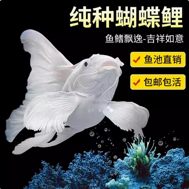 精品蝴蝶鲤鱼台系纯种贵妃体白色-大普身观赏鱼