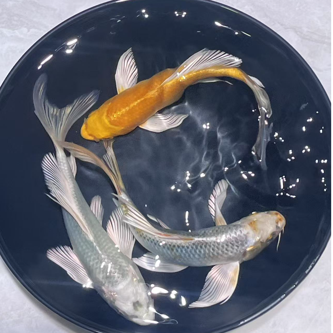 701-800号锦鲤、蝴蝶鲤玛雅无鳞少鳞鱼活体观赏鱼