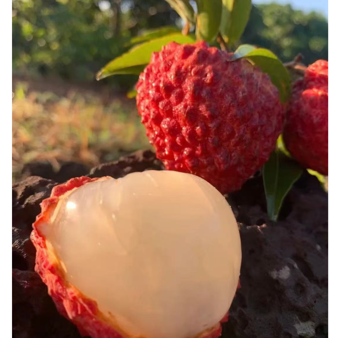 《果立方》海南空运火山口荔枝王新鲜水果顺丰包邮g荔枝同城送