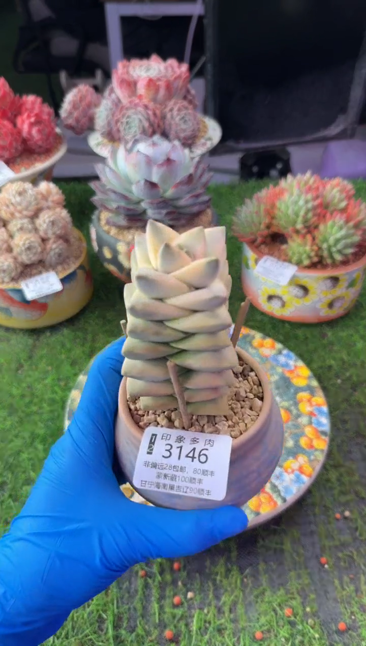 昆明印象多肉3146