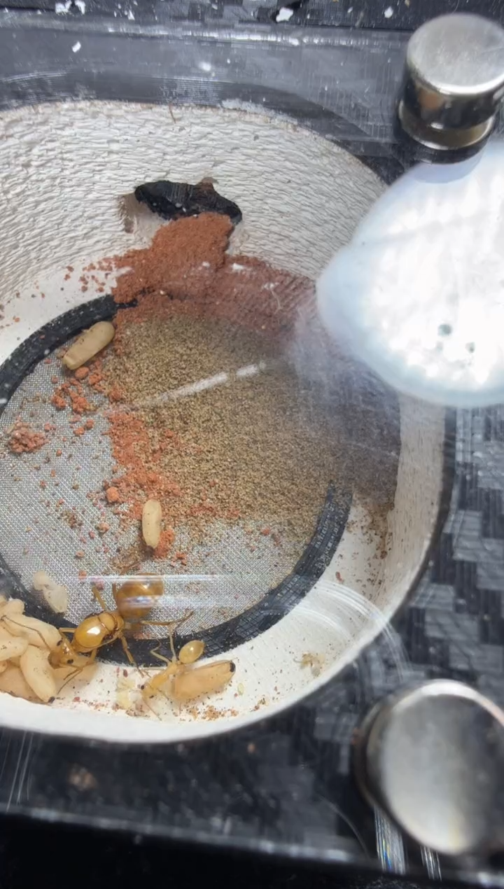 蚂蚁工坊637号墨