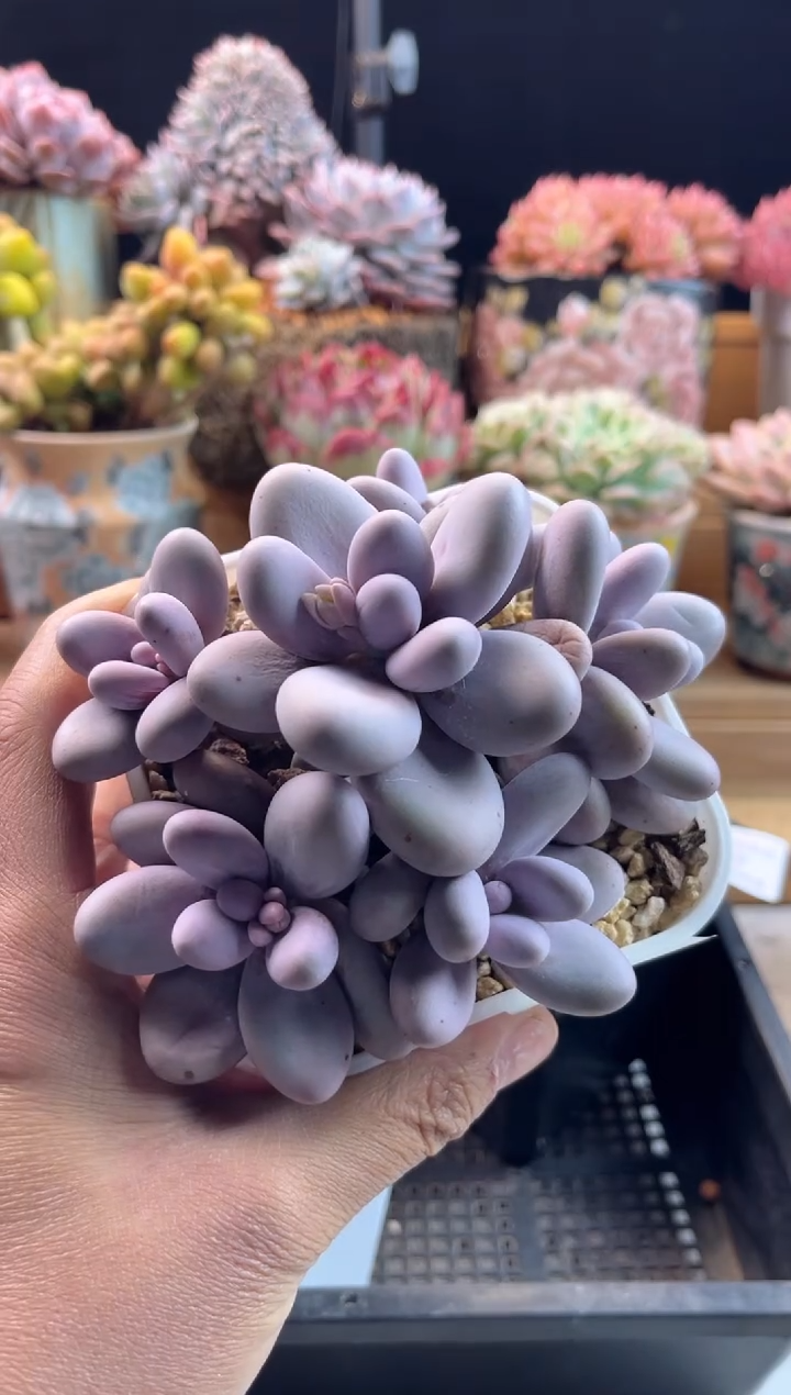 【闪购商品】1.15-52原始奶