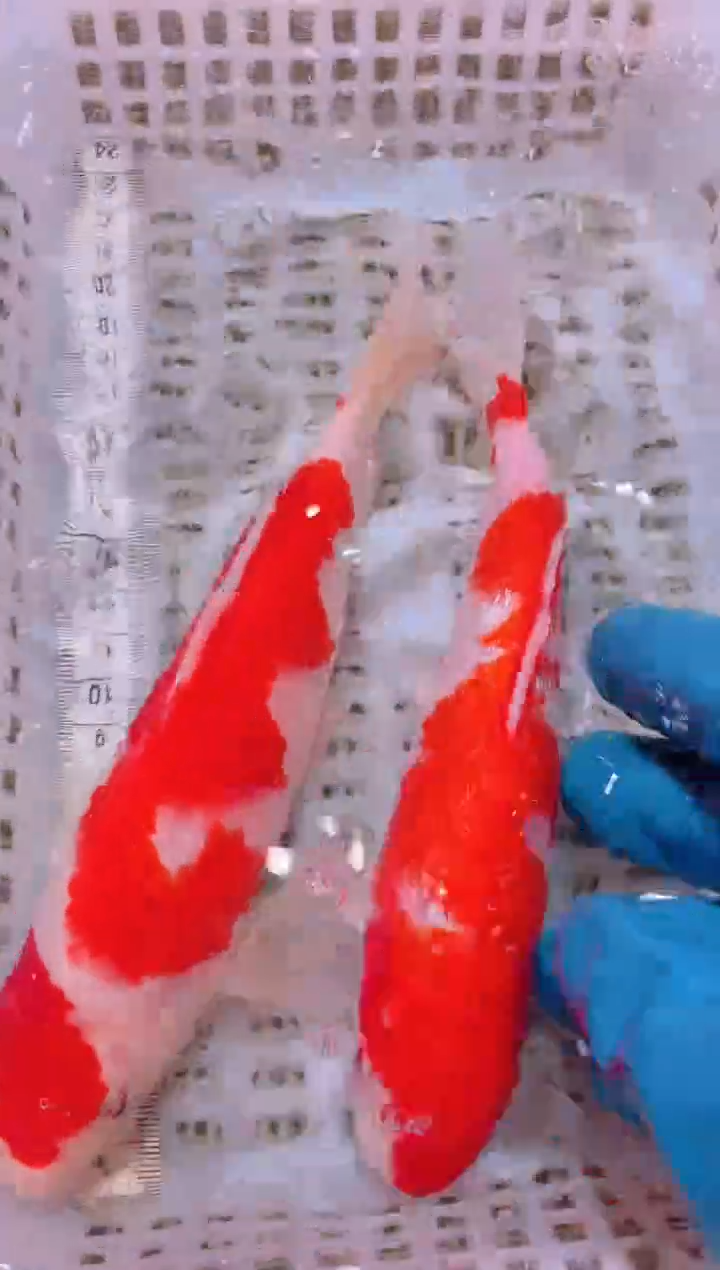 锦鲤冷水观赏鱼全场包邮168