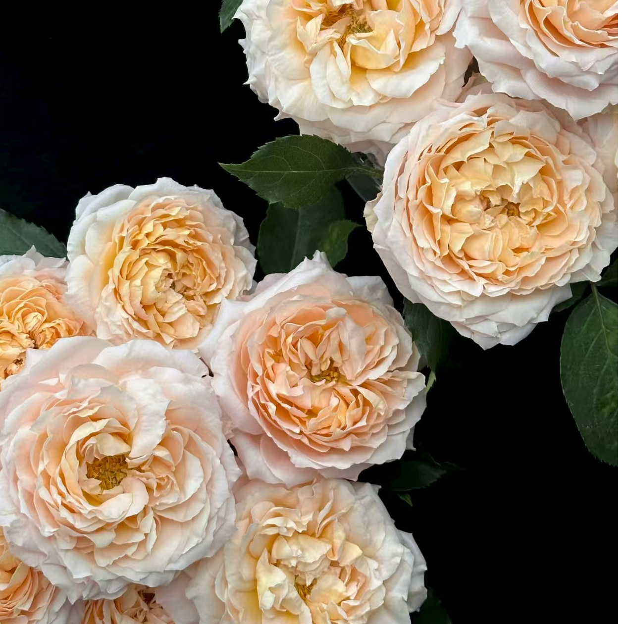 【一品花集】【蜂蜜朱丽叶塔】单头玫瑰云南昆明基地直发家用鲜花 