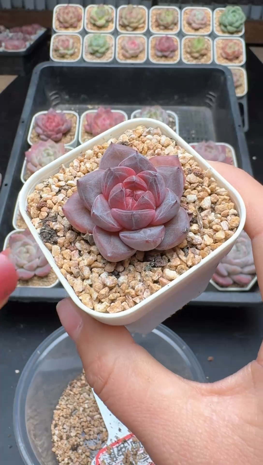 【闪购商品】592号 珍妮杂交多肉 花卉植物