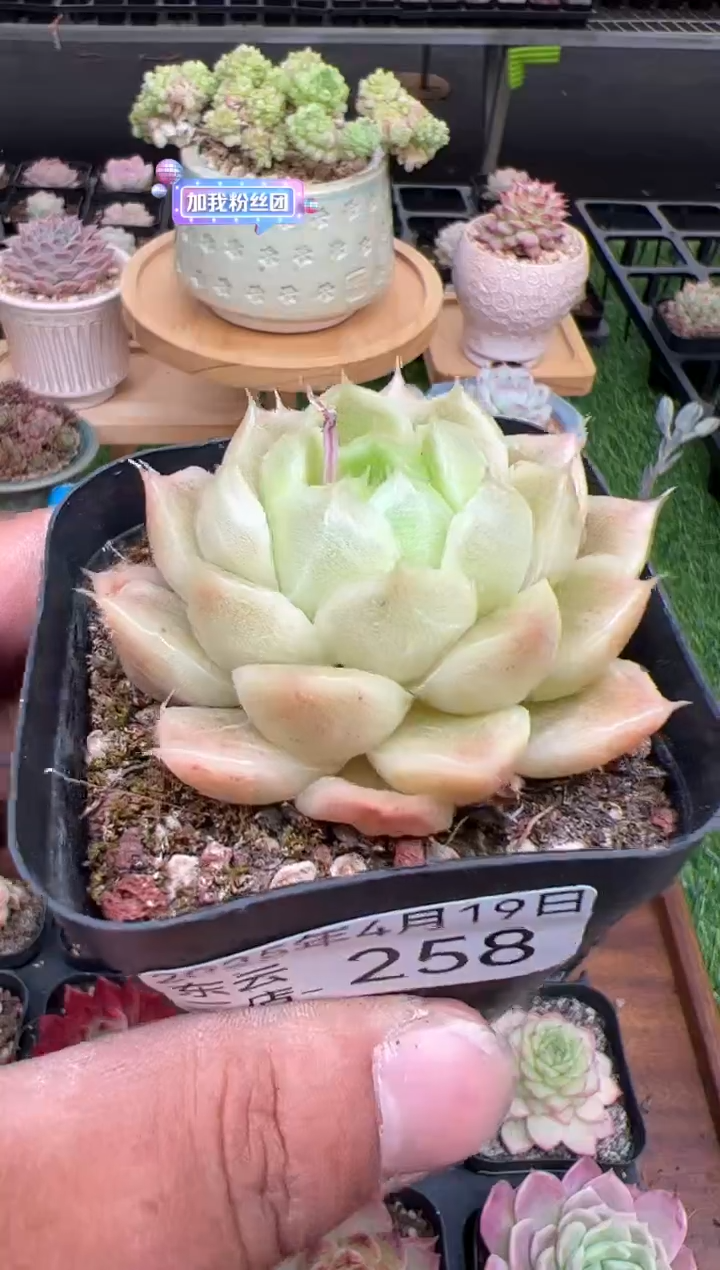 东云多肉园二店-258