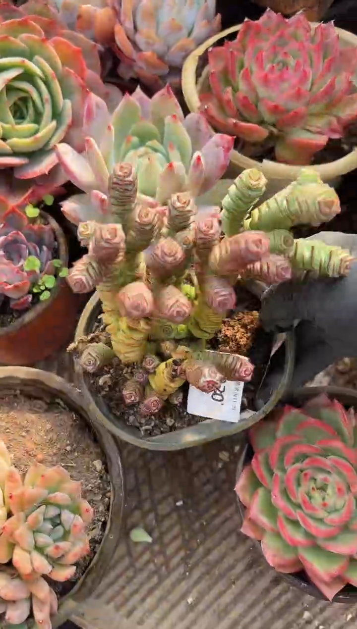 若***?多肉植物一物一拍25220