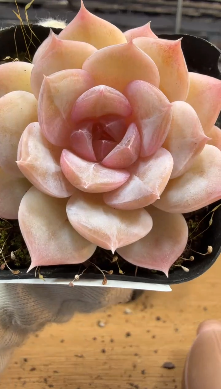 东云多肉园三店-102