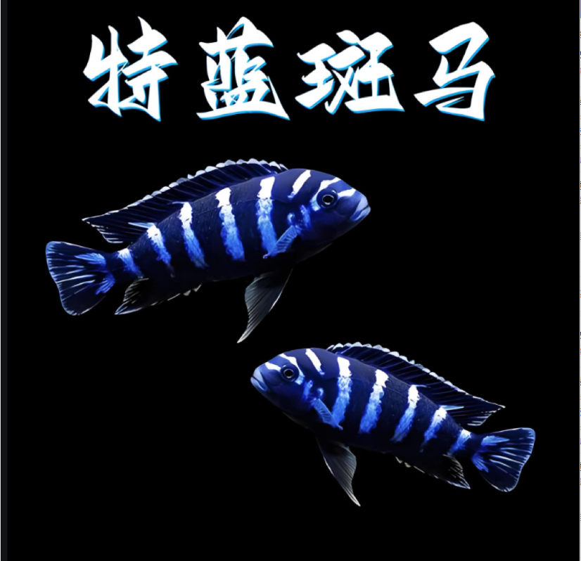 【老吴精选好物】特蓝斑马（三单发货）