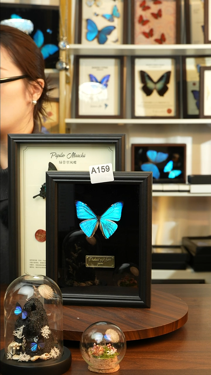 不**堡西风闪蝶-黑绒（8寸欧式黑框）A159