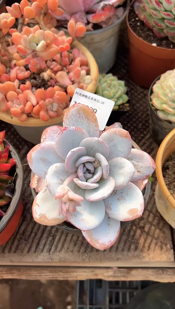 梅*多肉植物一物一拍20229