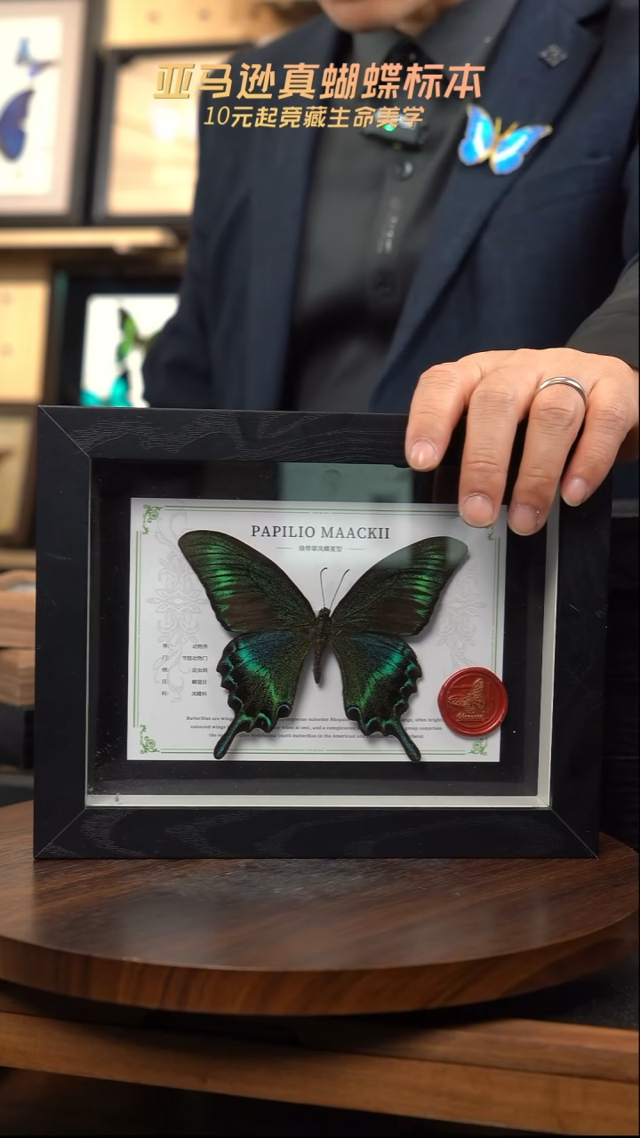 绿带翠凤蝶夏型8寸黑框国风版