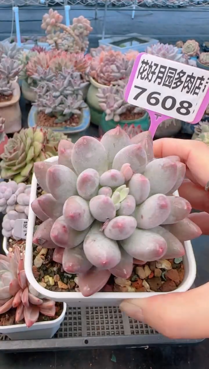 【闪购商品】7608萝莉美人