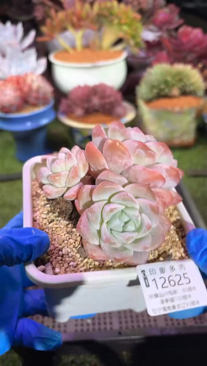 【闪购商品】12625