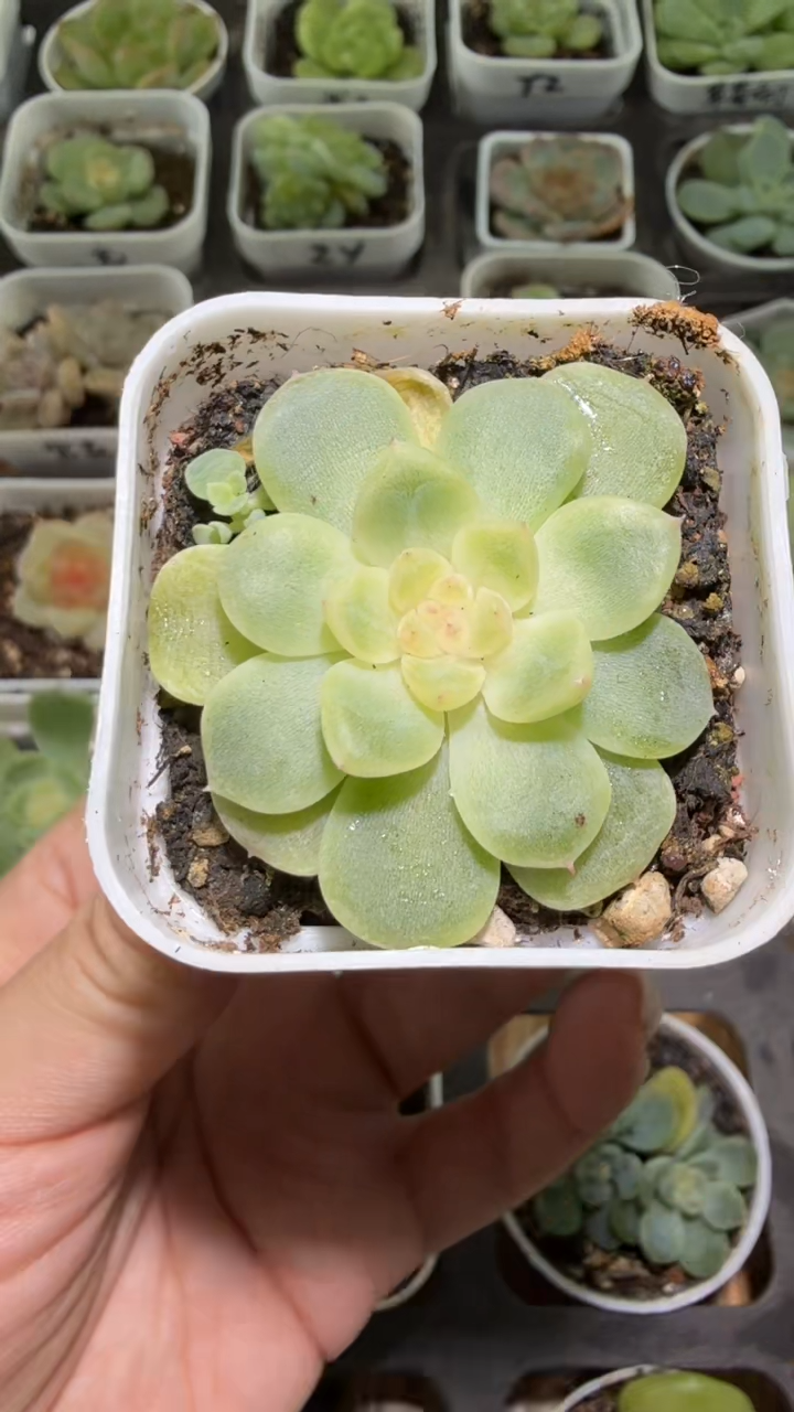 642  纸鸢多肉植物