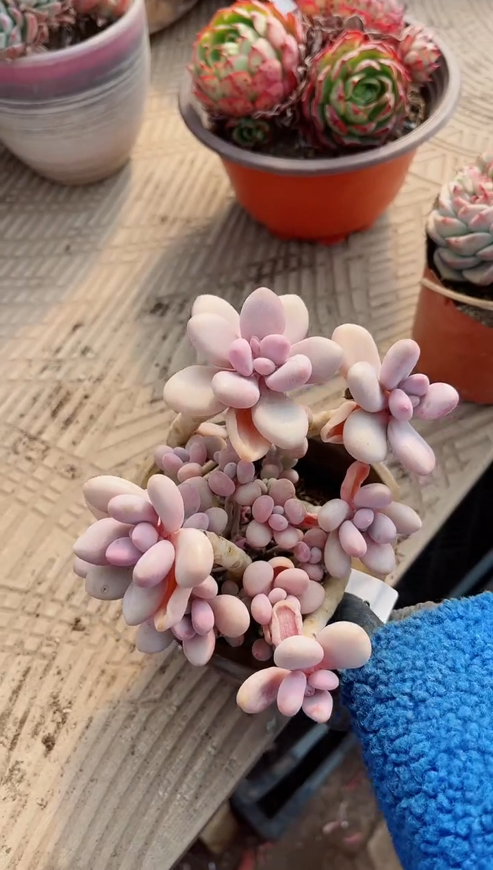 【闪购商品】10283