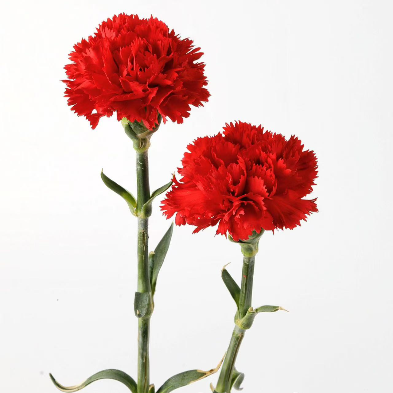 欣然专属『红康30支』家居养花鲜花批发直播 全场两单顺丰包邮次日达 养护教程联系客服