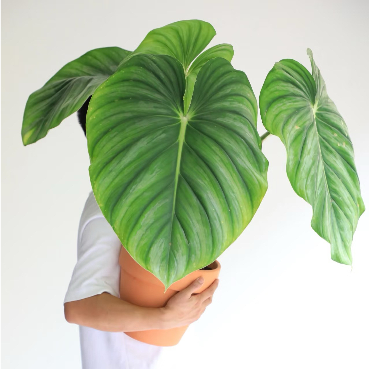 西瓜碧浪蔓绿绒北欧ins风绿植室内阳台盆栽