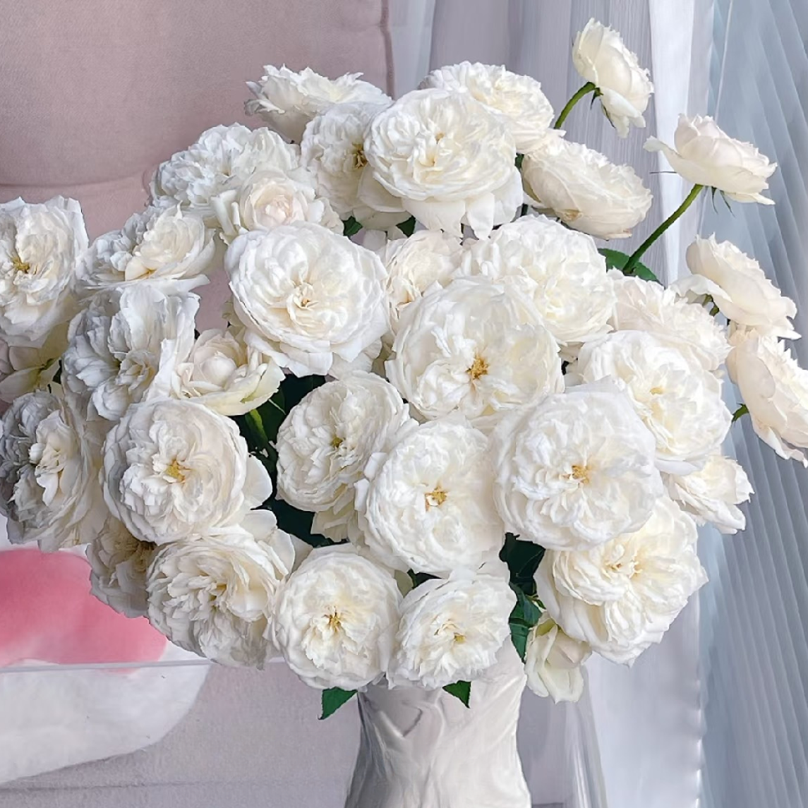 【云舍花卉】【天才植树】多头玫瑰全场任意满两单及以上鲜花包邮发货