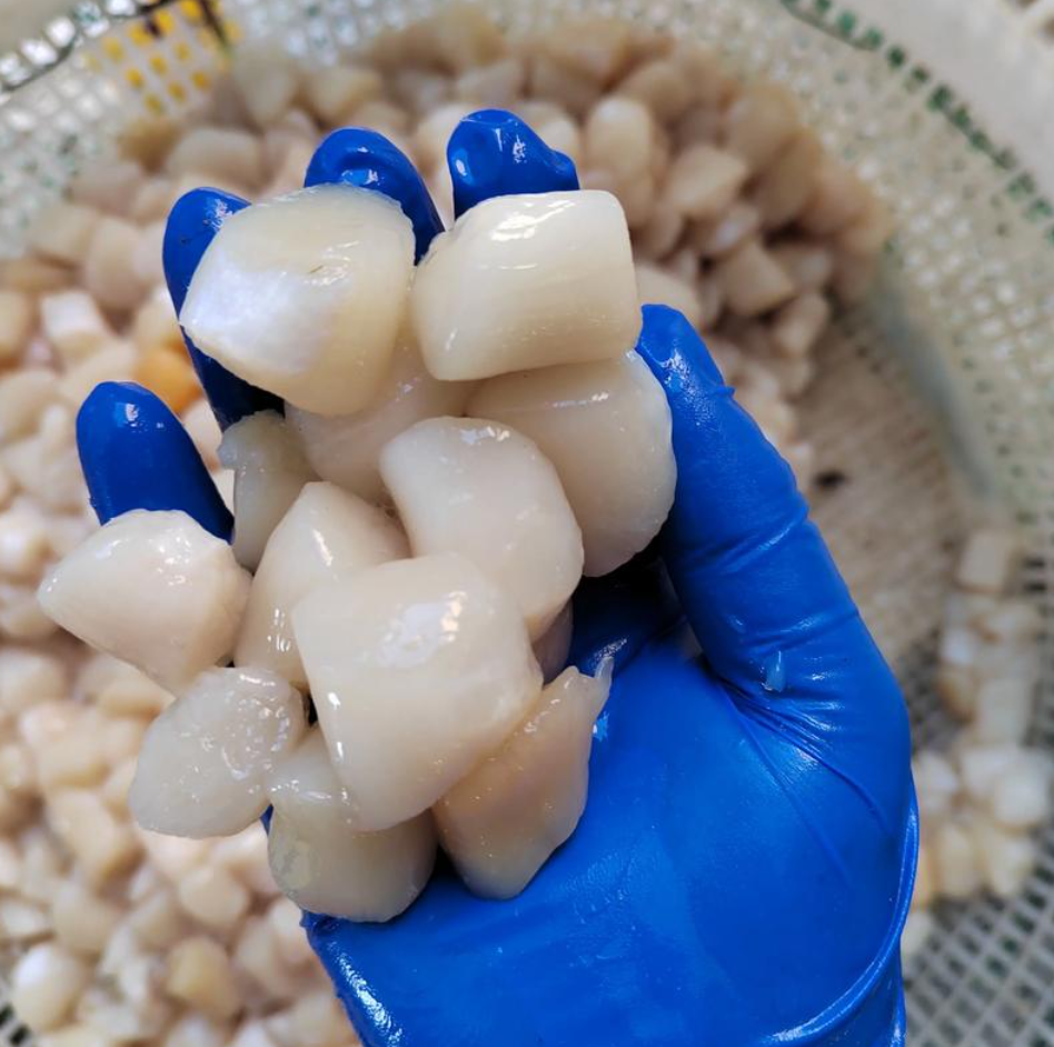 特大号 鲜美十足 现剥冷水海域扇贝丁鲜嫩美味 肉质细腻 冷链发货