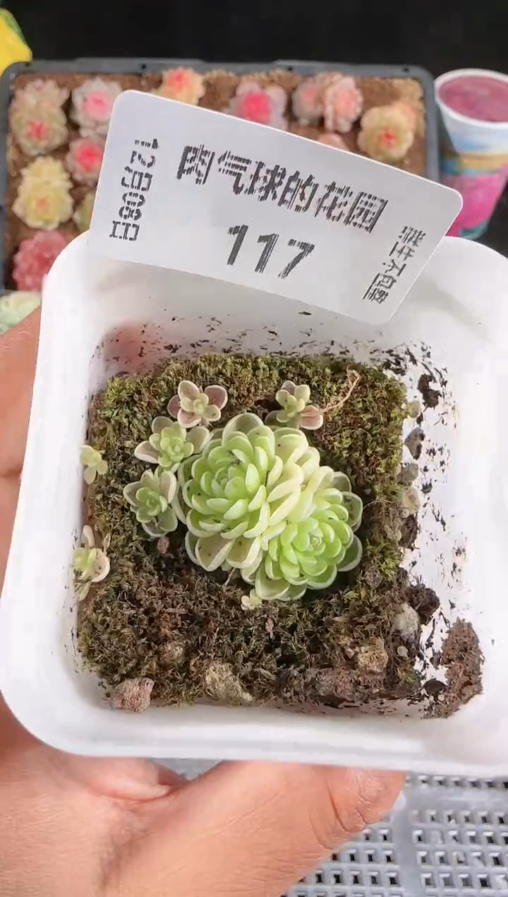 1208-117捕虫堇多肉群生不包整