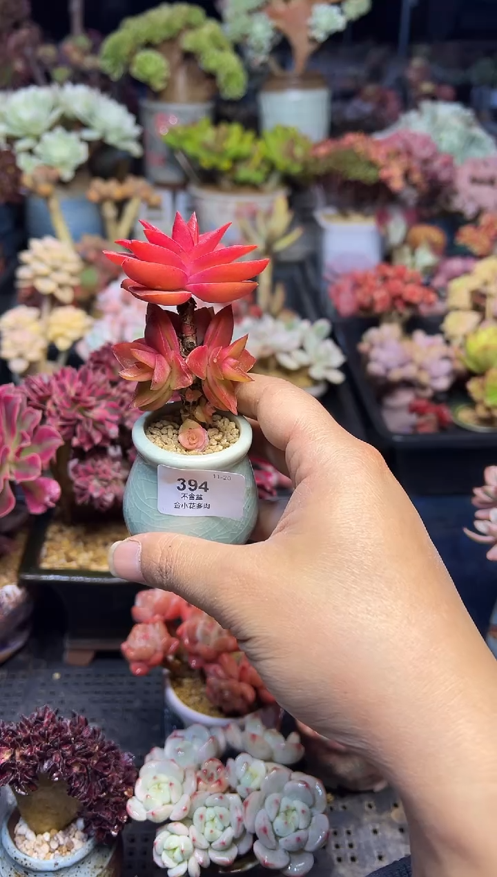 ?*子394           不带盆