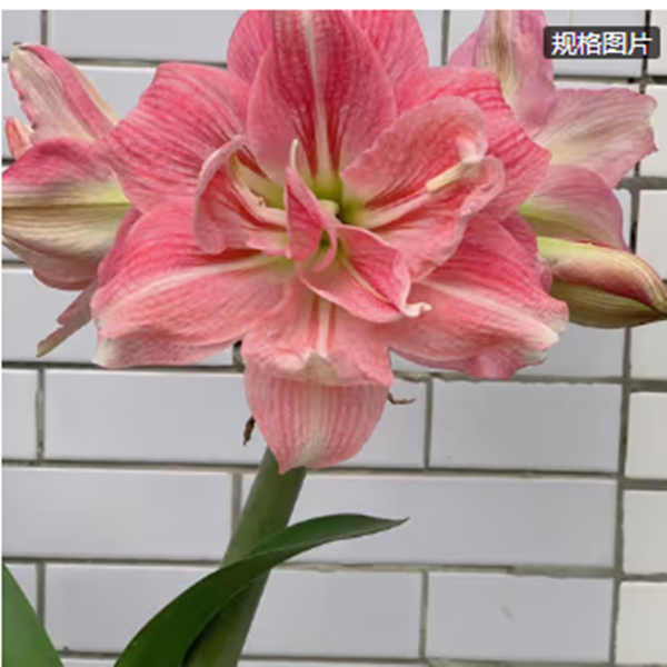 玫瑰花样）朱顶红种球6-8厘米