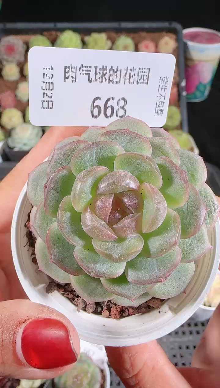 1202-668甘棠多肉群生不包整