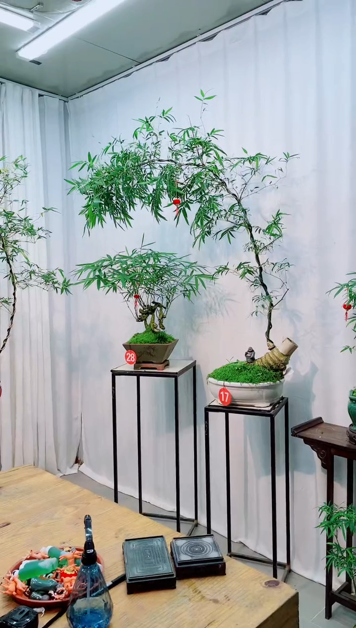 【闪购商品】竹子盆景竹子盆景