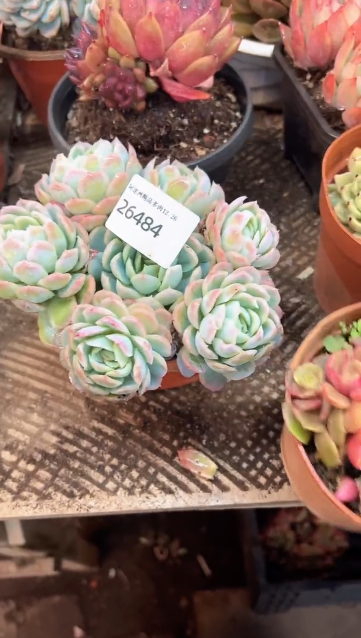 执***生多肉植物一物一拍26484