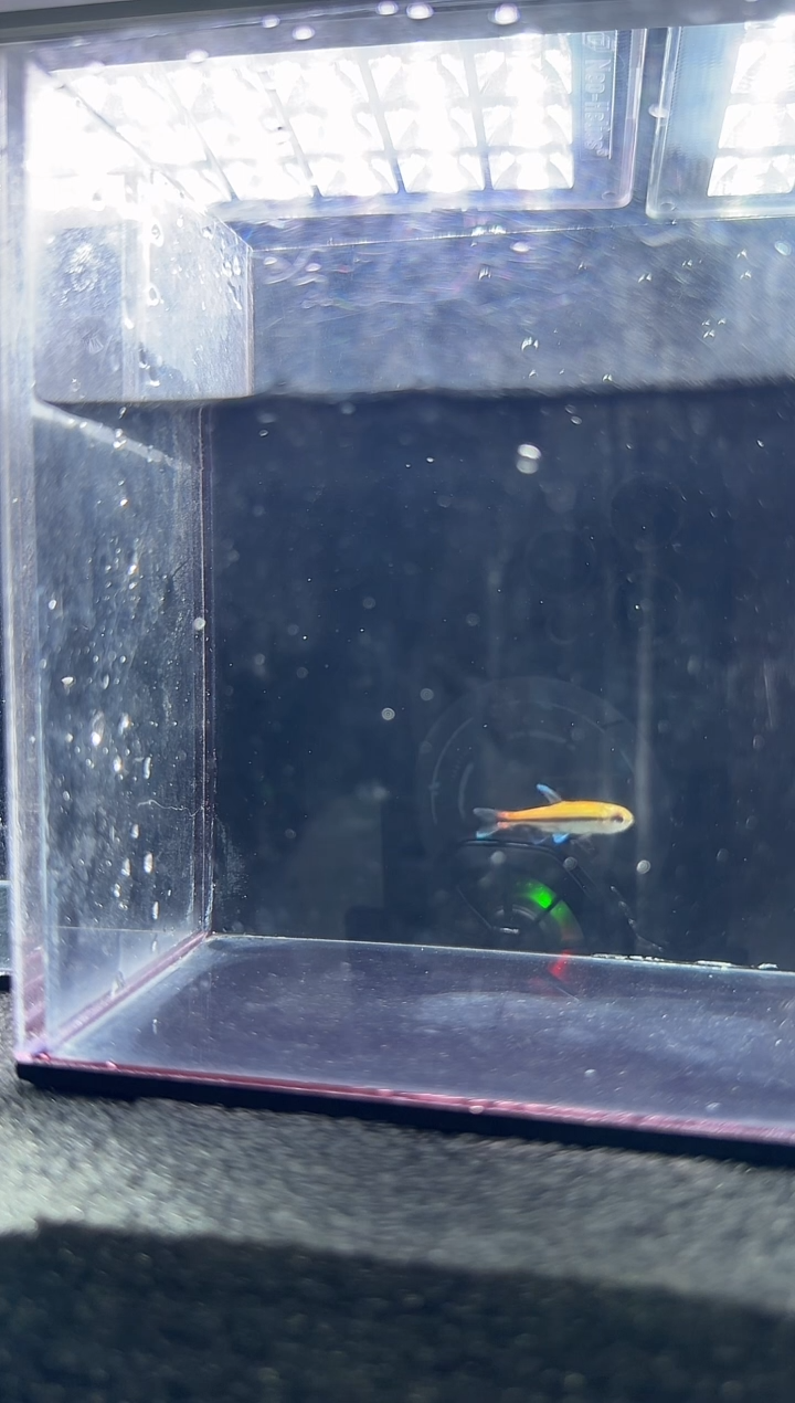 灯科鱼至**现白金巧克力