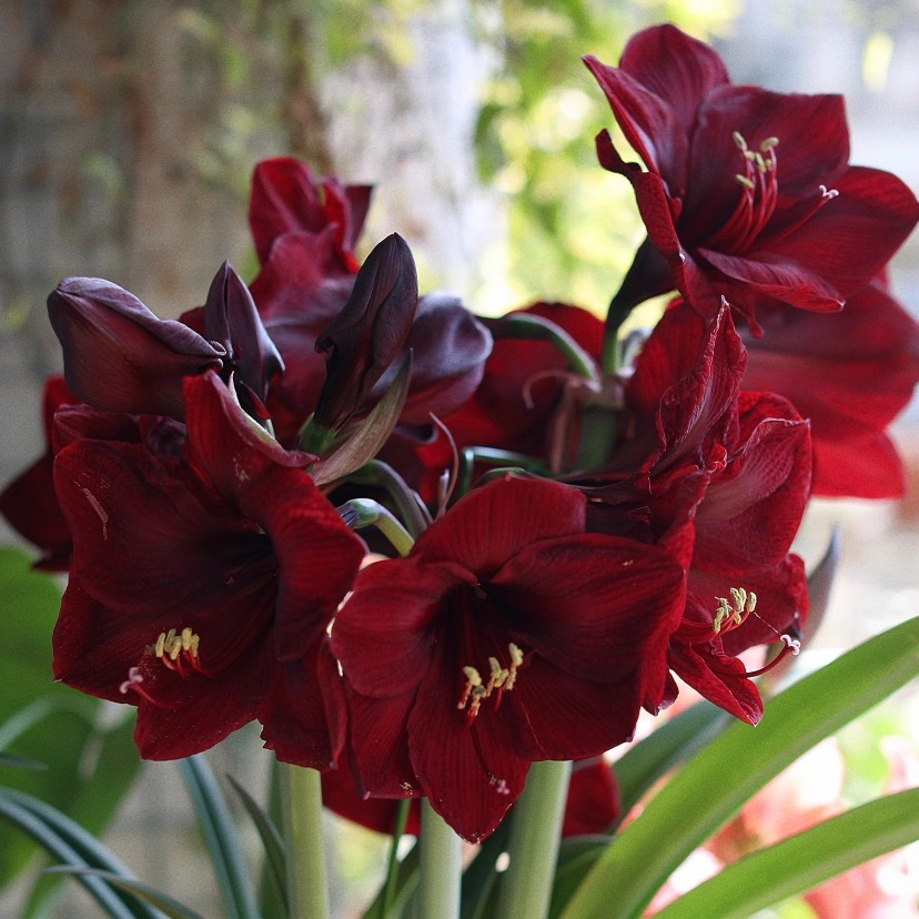 现货 单瓣【黑骑士】朱顶红种球