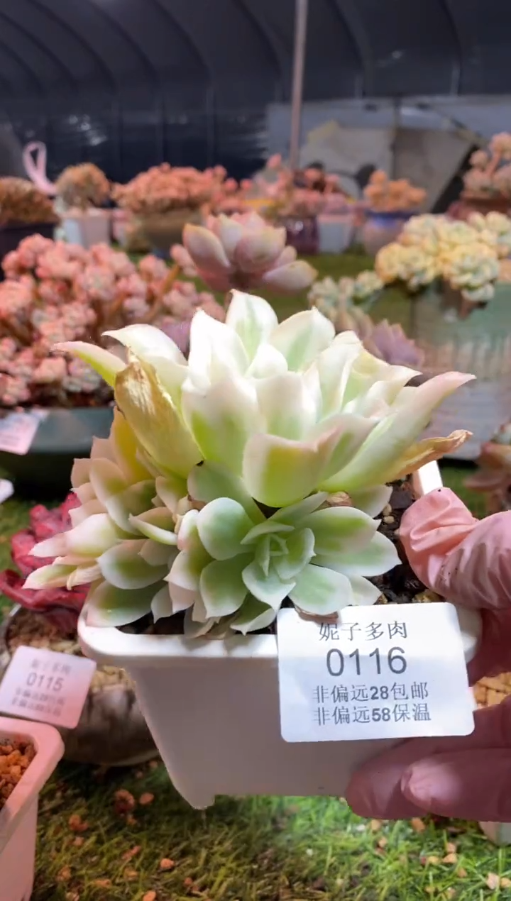 【闪购商品】0116a