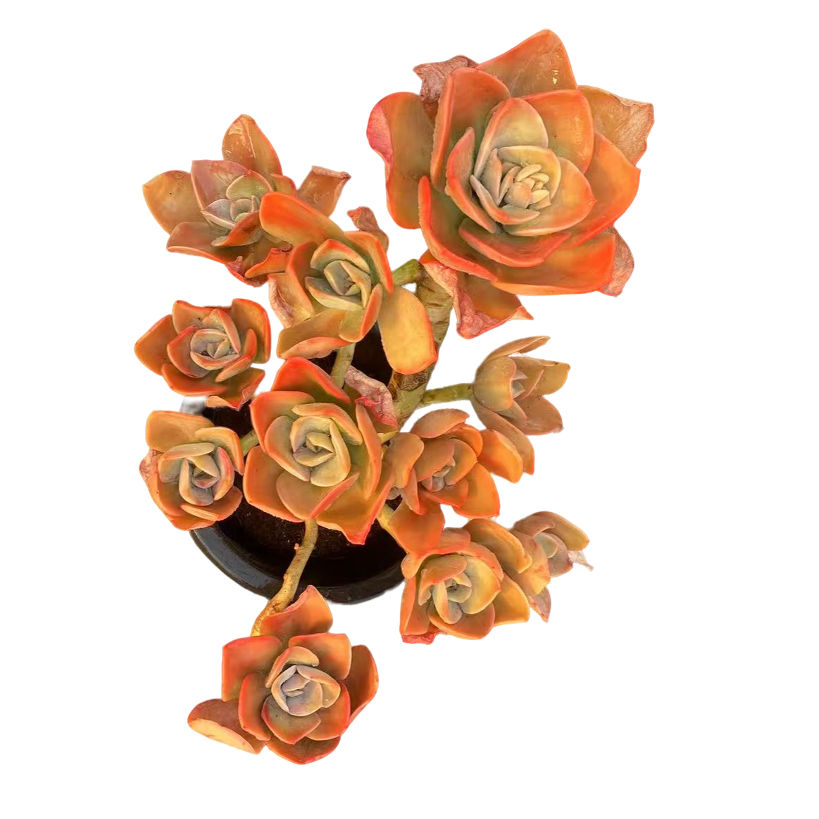 精品多肉【大号贺氏】20-30公分，轻微断枝不售后