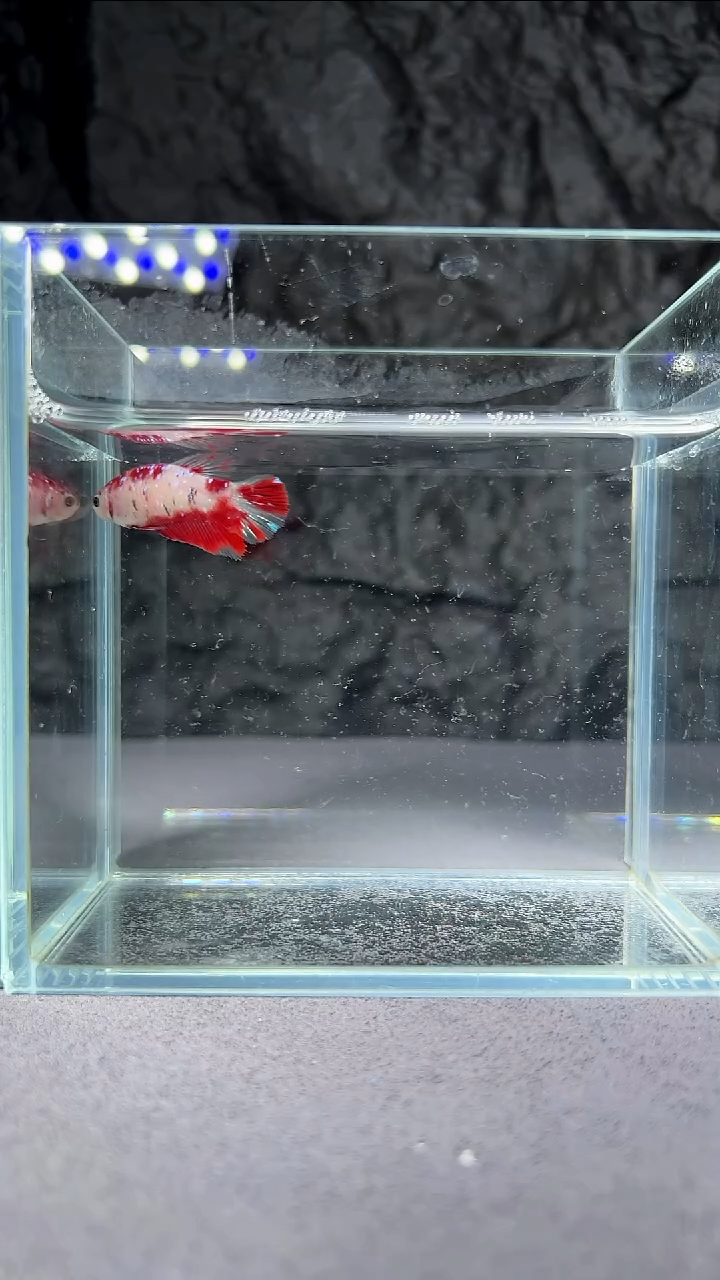 斗鱼竞拍链接042