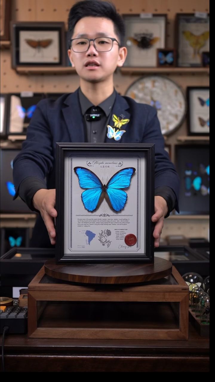 大蓝闪蝶豪华版10寸欧式框（带证书）