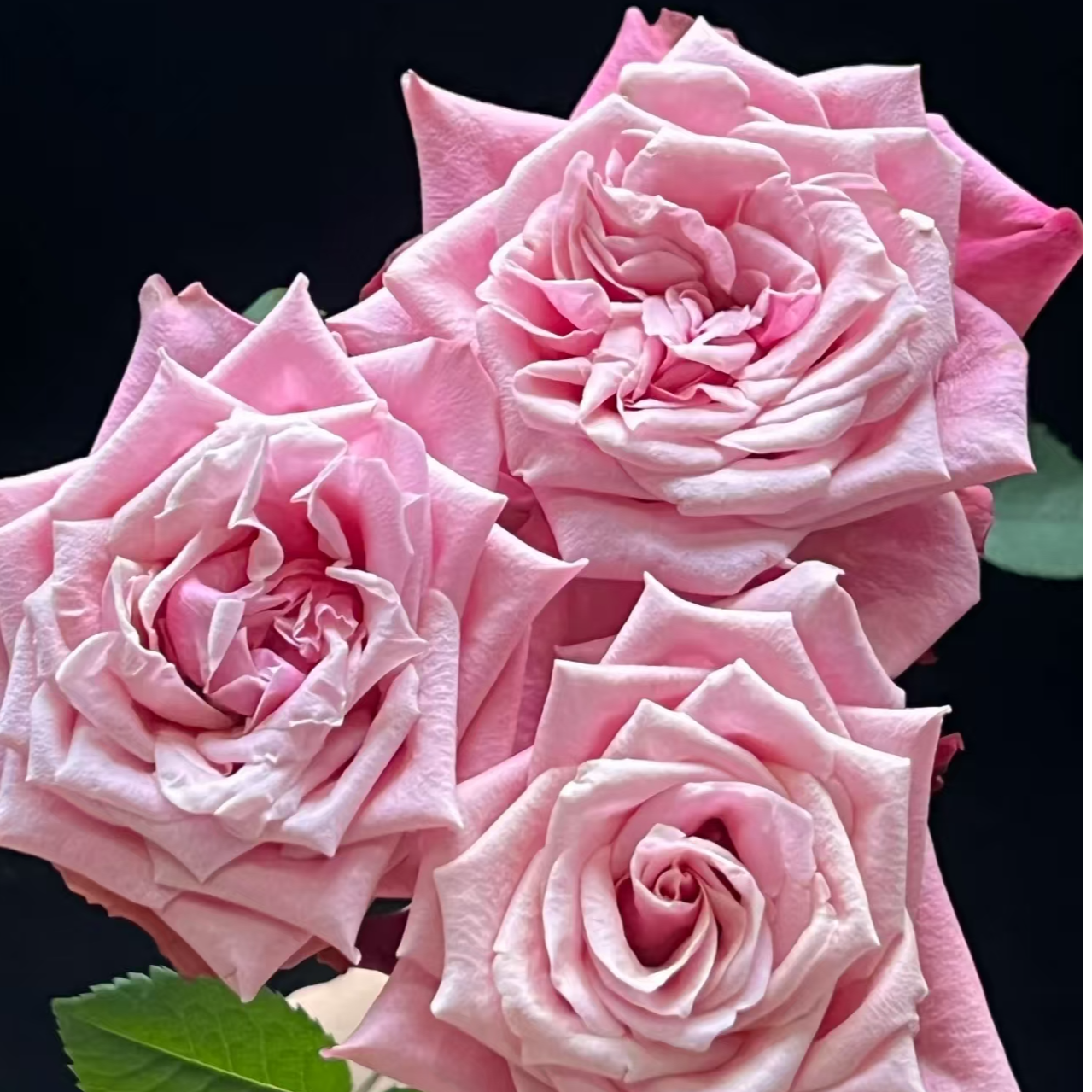 【闺蜜】1单顺丰冷链包邮2单送配草3单送配花4单送10支玫瑰