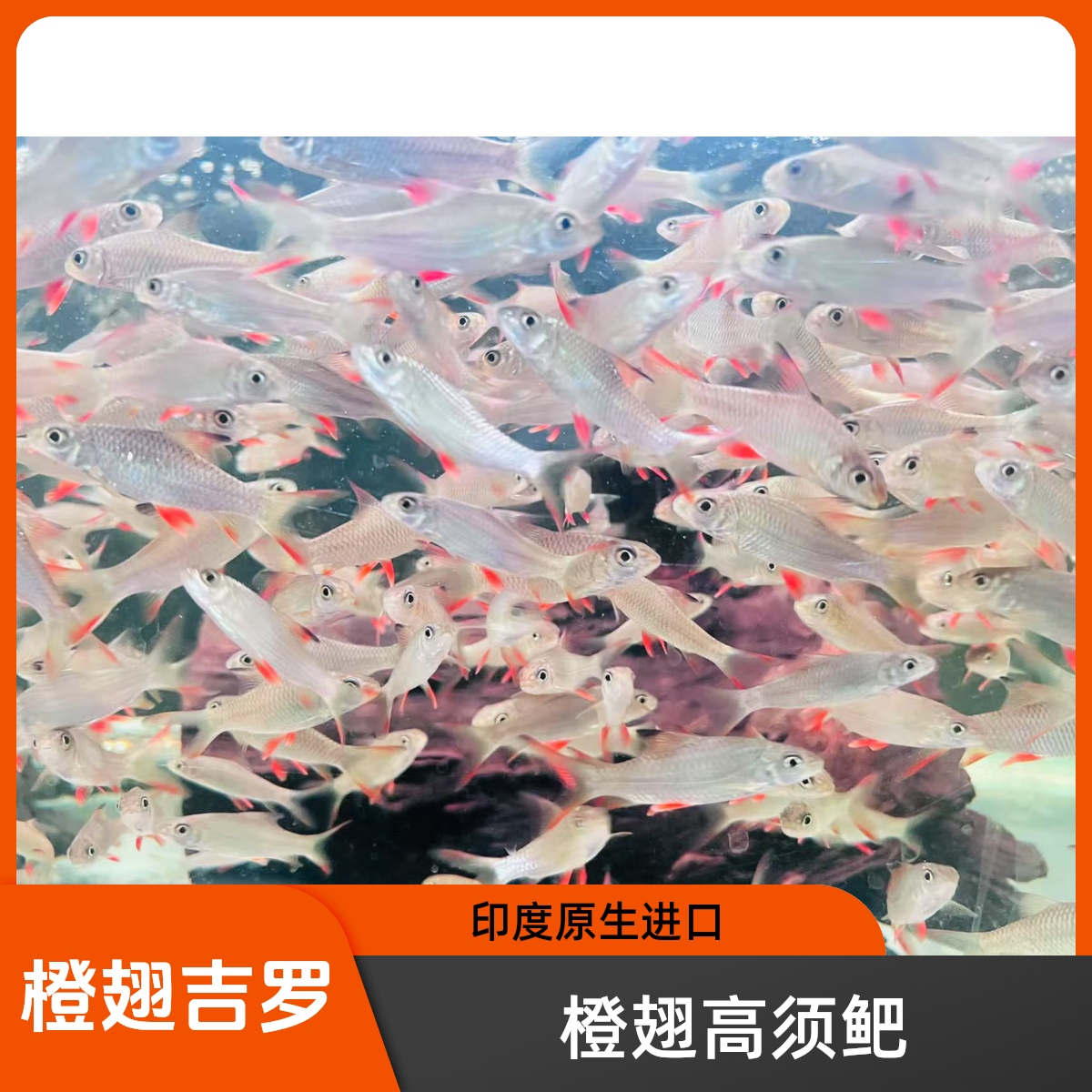 观赏鱼活体 印度橙翅高须鲃 橙翅吉罗