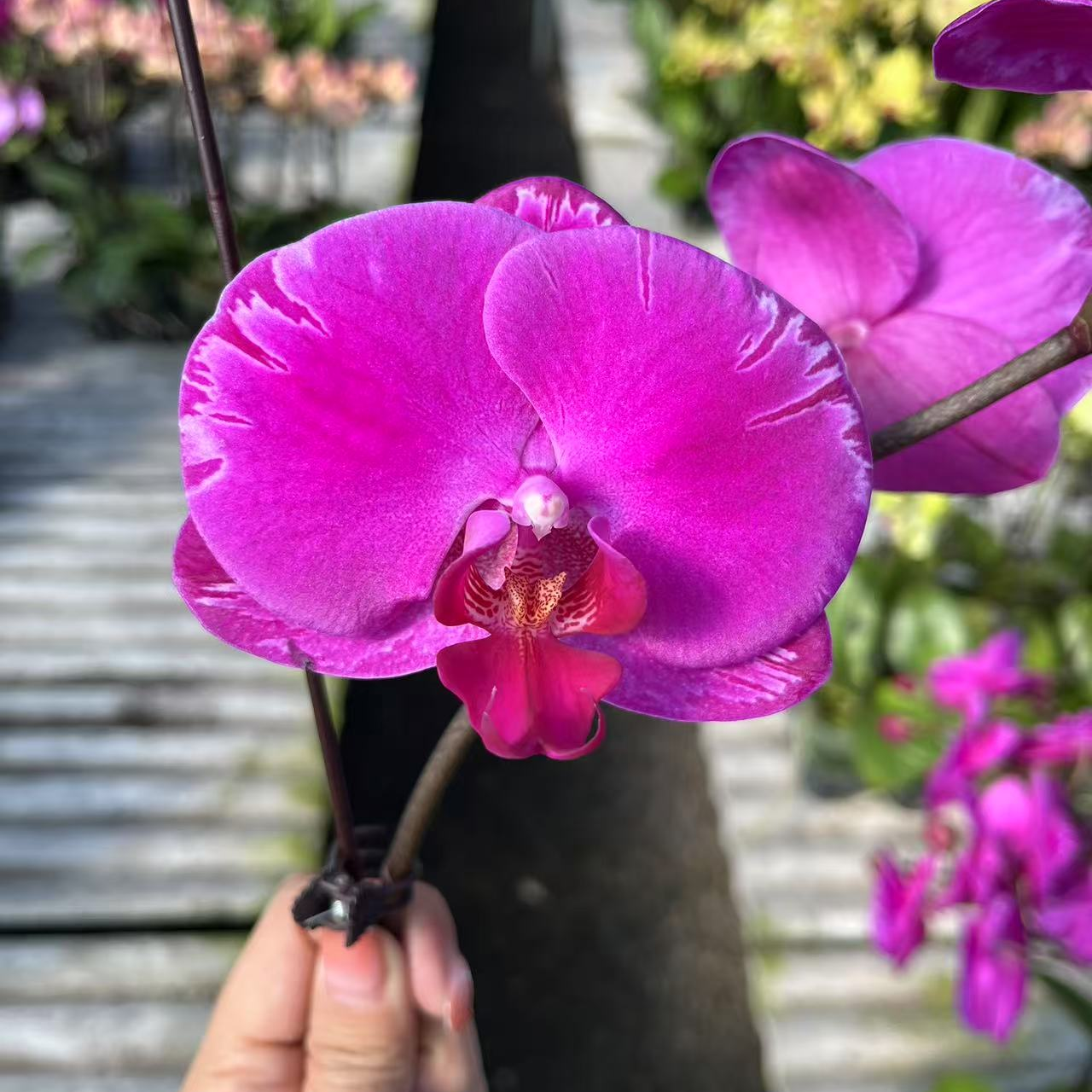 【光芒四射福利品】单剑 开花株无花苞 馨艺蝴蝶兰 