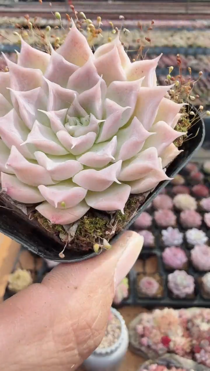 东云多肉园新款-170