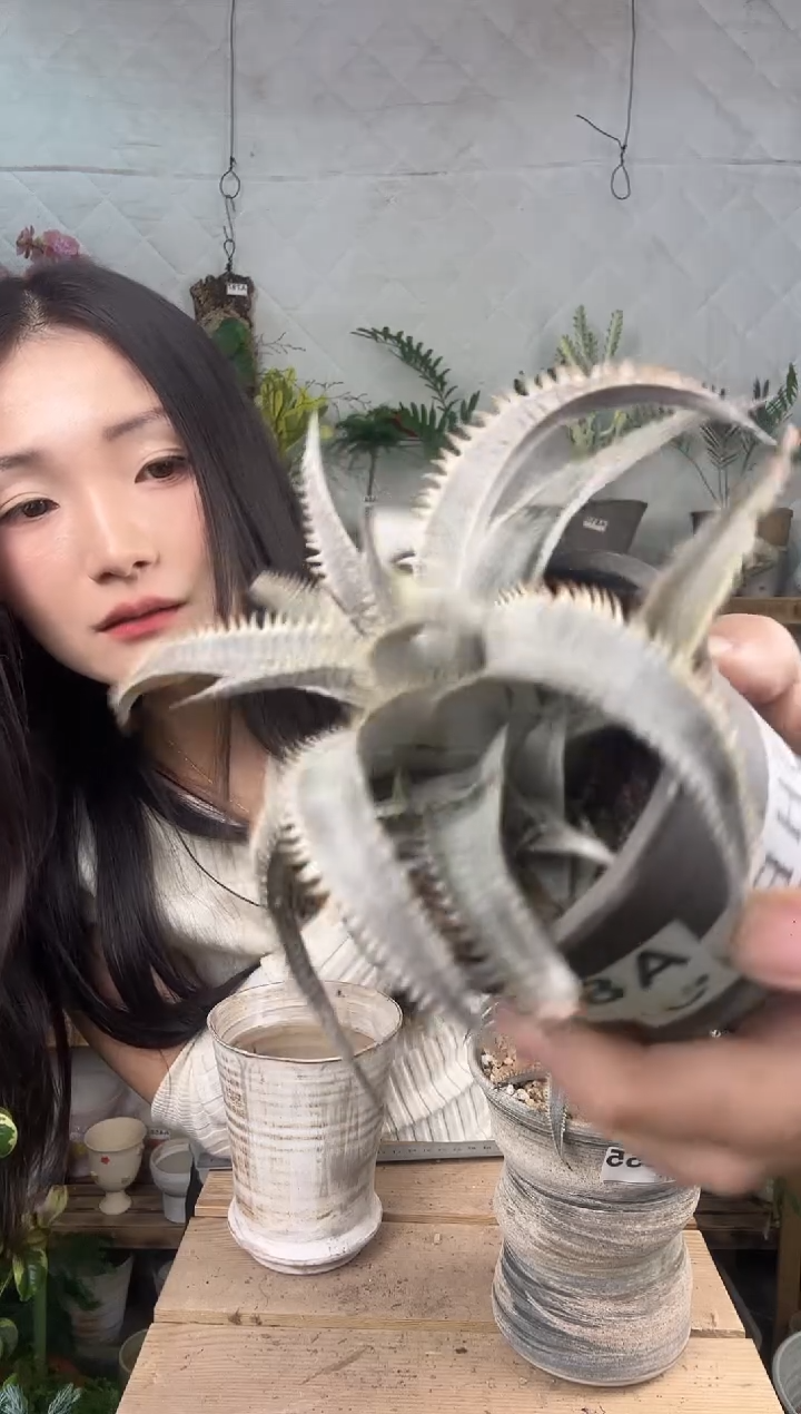 无花朵856沙漠凤梨育苗盆