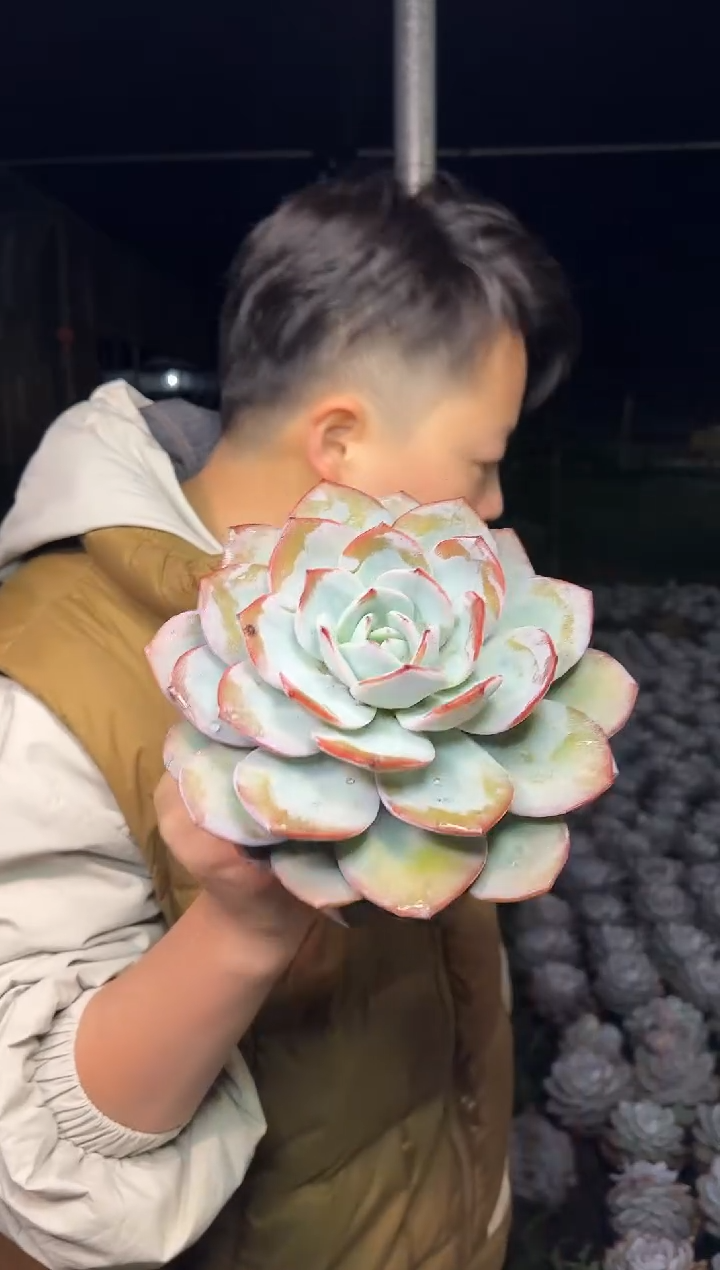 大号单头奶茶叶展15CM8.99