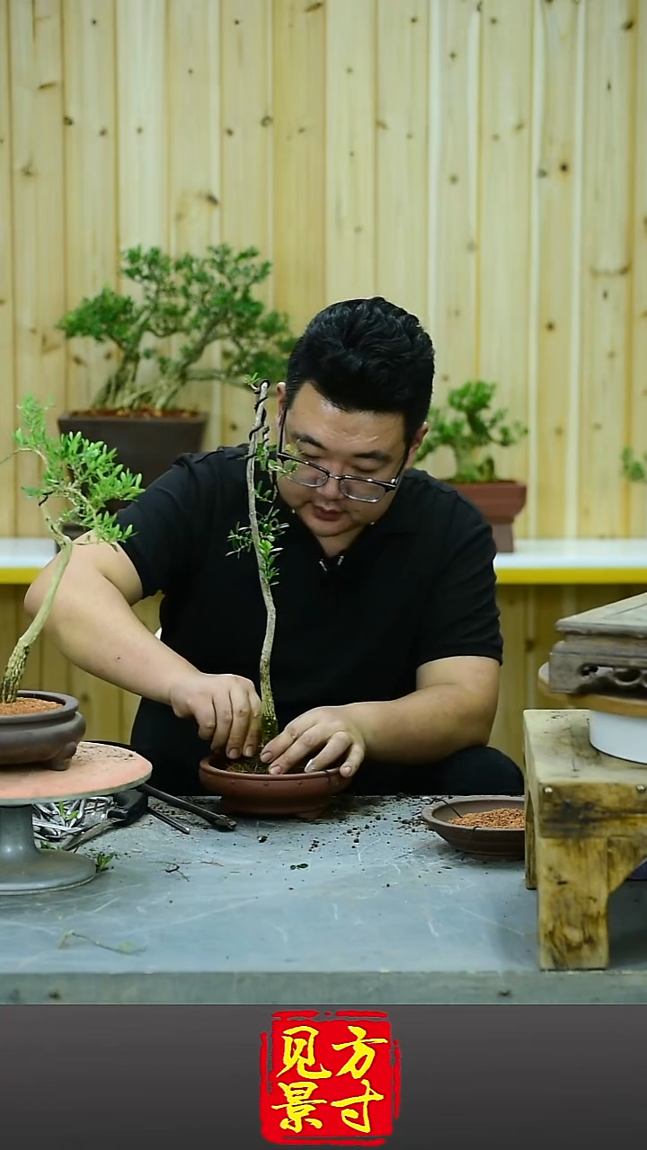 返**真福建闽江雀舌皱皮黄杨