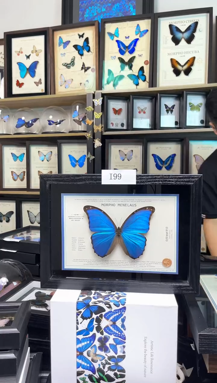 大蓝闪蝶A4设计款 i99