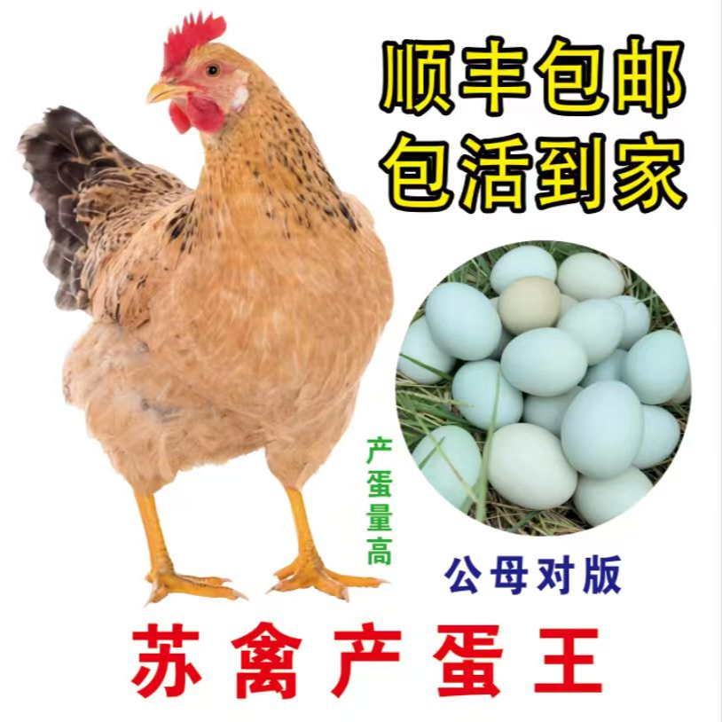 浦东鸡苏禽绿壳蛋鸡公母可选宠物鸡包邮