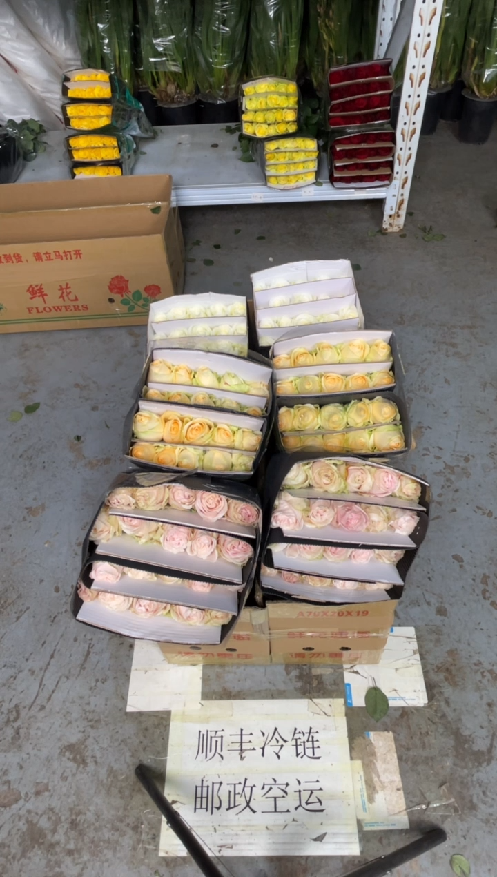 粉红20枝+香槟20枝+骄傲20枝