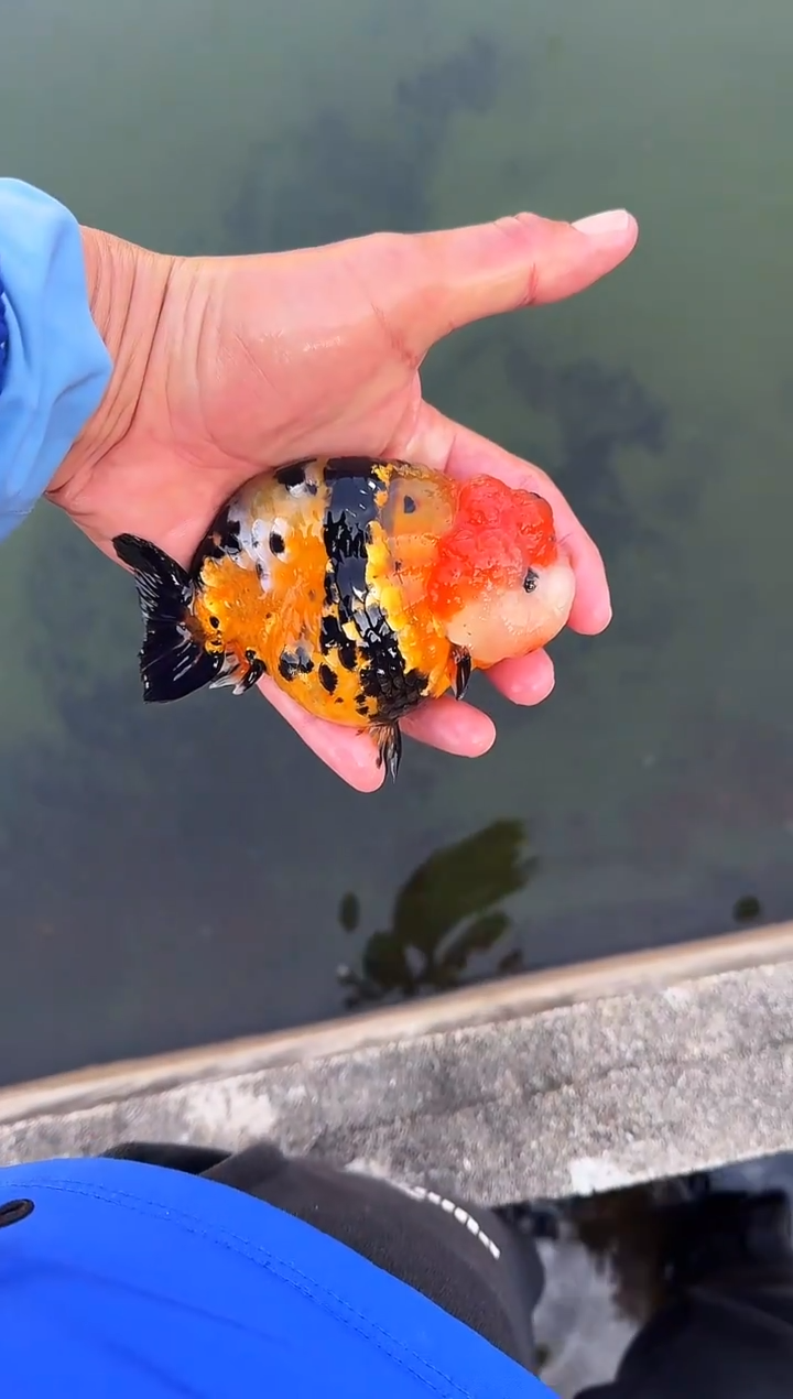 金鱼唐***球水娃娃观赏鱼兰寿金鱼  不包邮