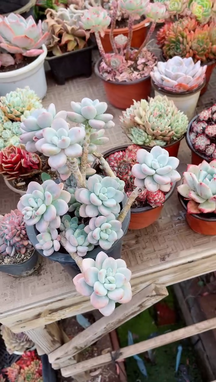 【闪购商品】07126