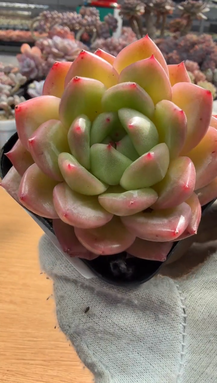 东云多肉园三店-41