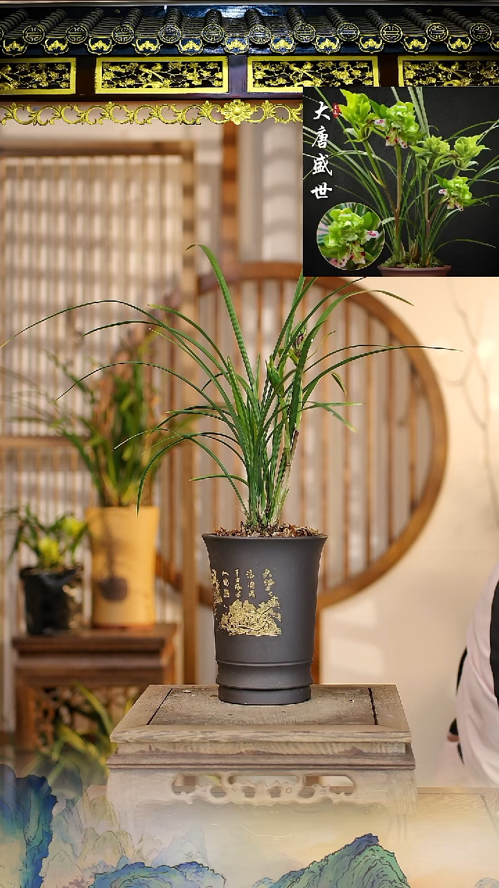 全部花苞春兰大他盛世带紫砂盆